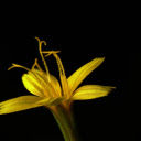 Yellow flower  screen for extension Chrome web store in OffiDocs Chromium