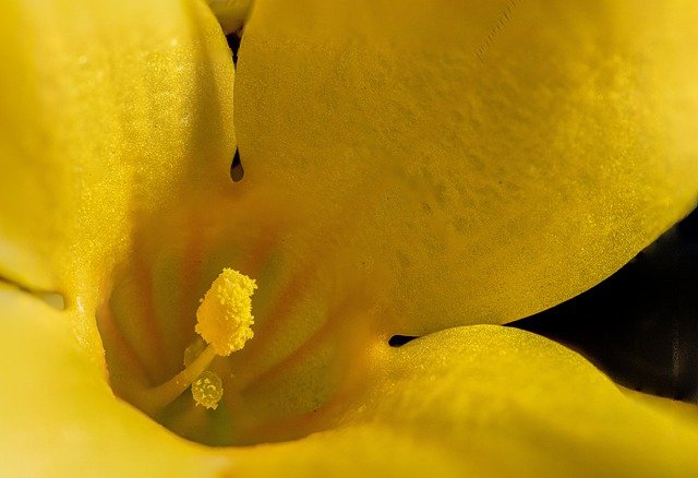 Free download yellow flower 3 xl ife size macro free picture to be edited with GIMP free online image editor