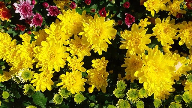 Free picture Yellow Flower Autumn Chrysanthemum -  to be edited by GIMP free image editor by OffiDocs