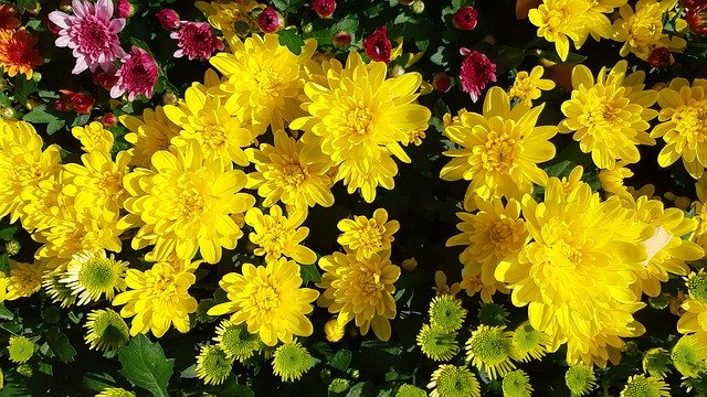 Free download Yellow Flower Autumn Chrysanthemum -  free photo or picture to be edited with GIMP online image editor