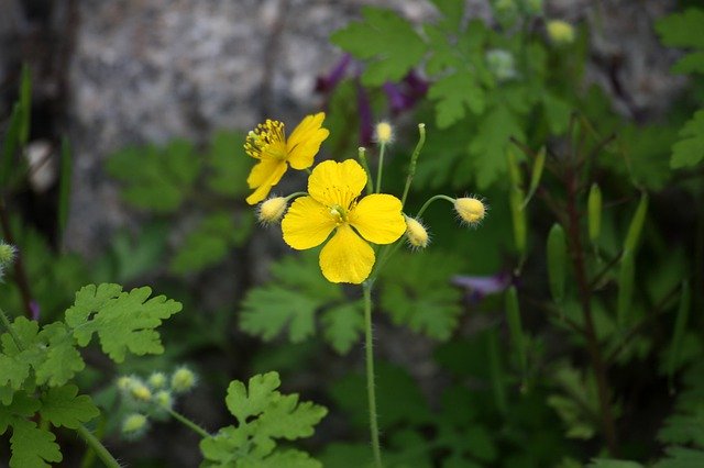 Free download Yellow Flower Avoid Sprouts Spring -  free photo or picture to be edited with GIMP online image editor