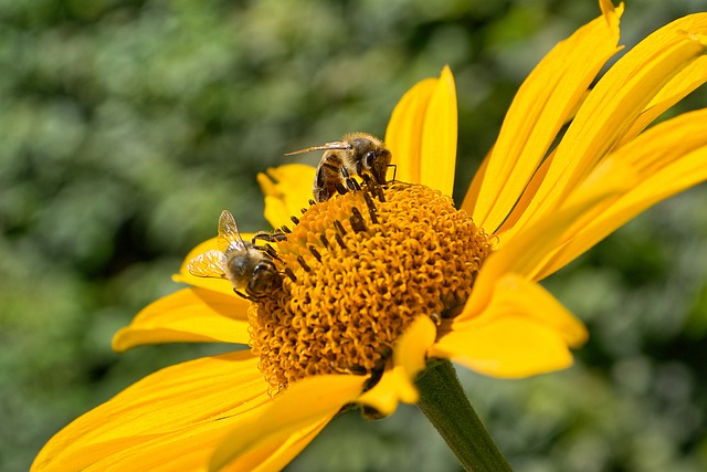 Free download yellow flower bees pollination free picture to be edited with GIMP free online image editor