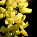 Yellow Flower Branch  screen for extension Chrome web store in OffiDocs Chromium