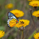 YELLOW FLOWER BUTTERFLY Theme  screen for extension Chrome web store in OffiDocs Chromium