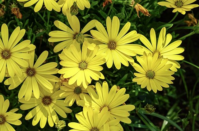 Безкоштовно завантажте Yellow Flower Colorful - безкоштовне фото або зображення для редагування в онлайн-редакторі зображень GIMP