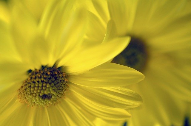 Free download Yellow Flower Daises -  free photo or picture to be edited with GIMP online image editor