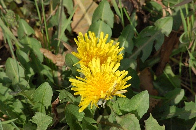 Free download Yellow Flower Dandelion -  free photo or picture to be edited with GIMP online image editor