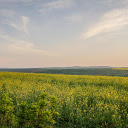 Yellow Flower Field  screen for extension Chrome web store in OffiDocs Chromium