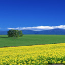 yellow flower field wallpaper  screen for extension Chrome web store in OffiDocs Chromium