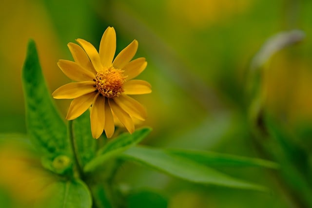 Free download yellow flower flower garden free picture to be edited with GIMP free online image editor