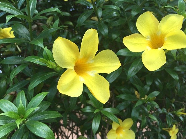 ดาวน์โหลดฟรี Yellow Flower Fresh Natural - ภาพถ่ายหรือรูปภาพฟรีที่จะแก้ไขด้วยโปรแกรมแก้ไขรูปภาพออนไลน์ GIMP