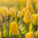 Yellow flower garden blooms  screen for extension Chrome web store in OffiDocs Chromium