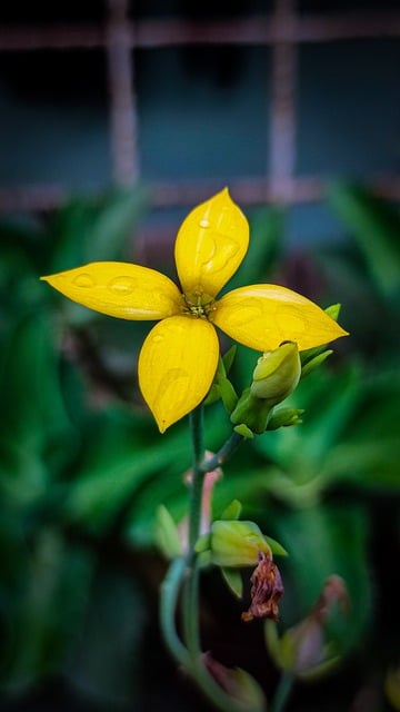 Free download yellow flower kalanchoe flower bloom free picture to be edited with GIMP free online image editor