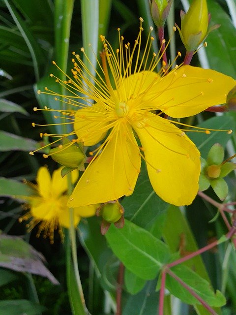Template Photo Yellow Flower Kenya -  for OffiDocs