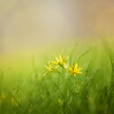 Yellow flower lawn  screen for extension Chrome web store in OffiDocs Chromium