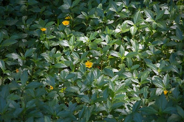 Free download Yellow Flower Leaf Plant -  free free photo or picture to be edited with GIMP online image editor