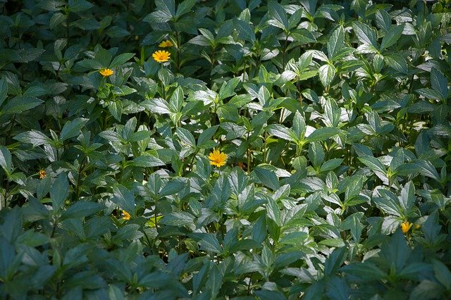 Free download Yellow Flower Leaf Plant -  free free photo or picture to be edited with GIMP online image editor