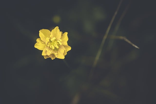 Free download yellow flower meadow flower free picture to be edited with GIMP free online image editor