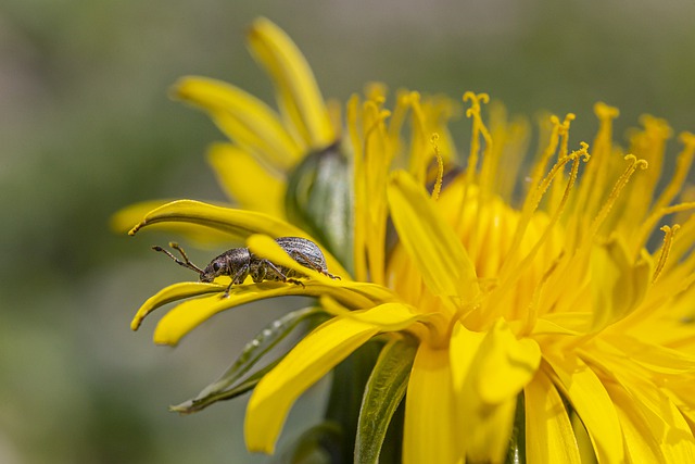 Free download yellow flower mosquito bug insect free picture to be edited with GIMP free online image editor