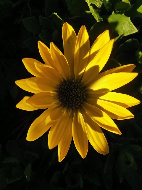 Free picture Yellow Flower Plants -  to be edited by GIMP free image editor by OffiDocs