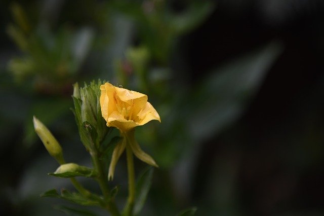 Free picture Yellow Flower Rain -  to be edited by GIMP free image editor by OffiDocs