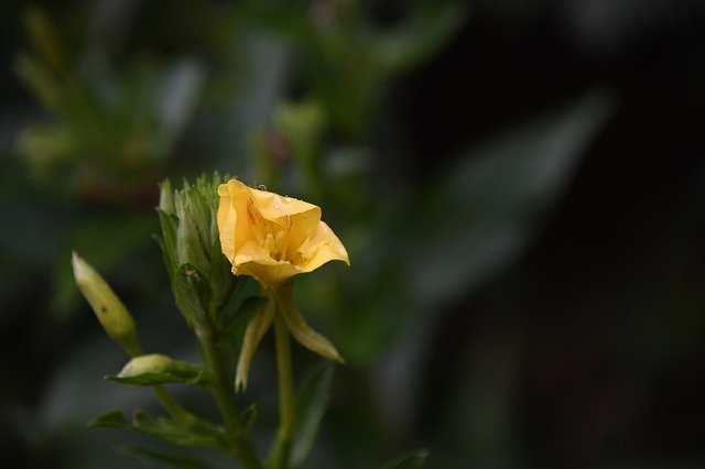 Free download Yellow Flower Rain -  free photo or picture to be edited with GIMP online image editor