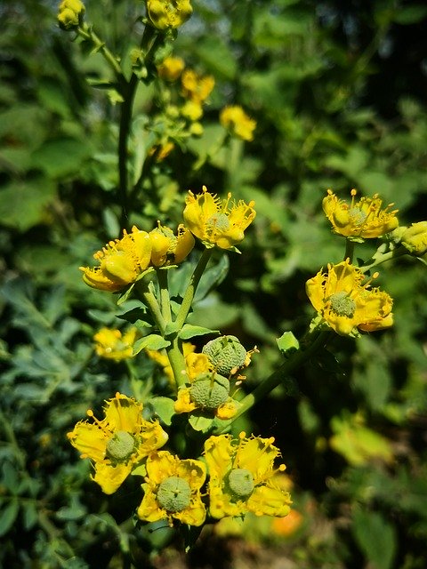 Free download Yellow Flower Ruda Shrub Medicinal -  free photo or picture to be edited with GIMP online image editor