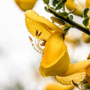 Yellow flowers  screen for extension Chrome web store in OffiDocs Chromium