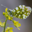 Yellow Flowers and Beautiful Butterflies  screen for extension Chrome web store in OffiDocs Chromium