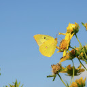 Yellow flowers and butterflies  screen for extension Chrome web store in OffiDocs Chromium