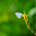 Yellow flowers and white butterflies  screen for extension Chrome web store in OffiDocs Chromium