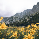 Yellow Flowers at the Foot of the Mountain  screen for extension Chrome web store in OffiDocs Chromium