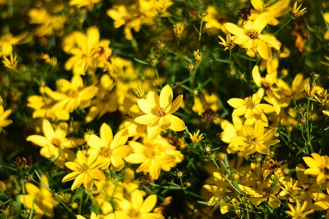 تنزيل Yellow Flowers Bloom Blossom - صورة مجانية أو صورة يتم تحريرها باستخدام محرر الصور عبر الإنترنت GIMP