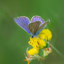 Yellow Flowers Butterfly Perch  screen for extension Chrome web store in OffiDocs Chromium