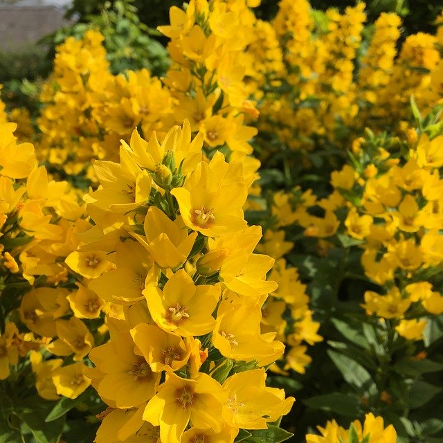 Descarga gratuita Yellow Flowers Garden Bloom - foto o imagen gratis y gratuita para editar con el editor de imágenes en línea GIMP