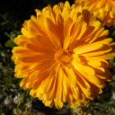 Yellow Flowers in the Sun  screen for extension Chrome web store in OffiDocs Chromium