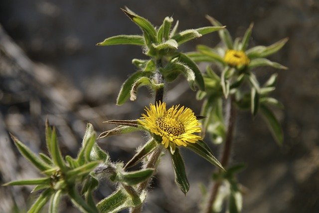 Descarga gratuita Yellow Flowers Mediterranean - foto o imagen gratuita para editar con el editor de imágenes en línea GIMP