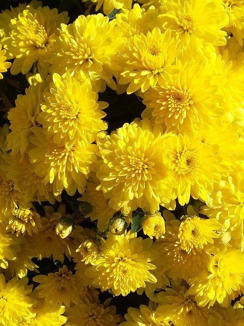 Free download Yellow Flowers Mums -  free photo or picture to be edited with GIMP online image editor