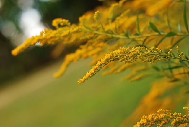 Free download yellow flowers nature flora bloom free picture to be edited with GIMP free online image editor