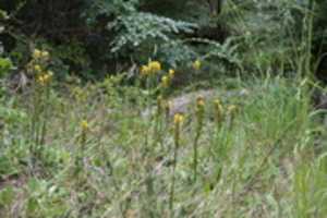 Free download Yellow flowers on Gable Island free photo or picture to be edited with GIMP online image editor
