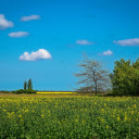 Yellow flowers on green fields  screen for extension Chrome web store in OffiDocs Chromium