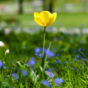 Yellow Flowers on Green Grass  screen for extension Chrome web store in OffiDocs Chromium