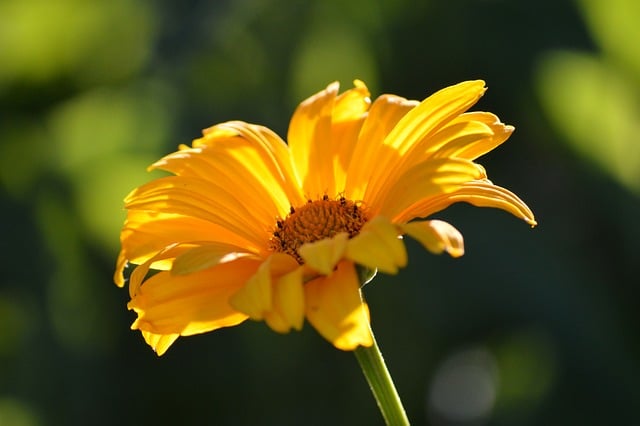 Free download yellow flowers perennials sun eye free picture to be edited with GIMP free online image editor