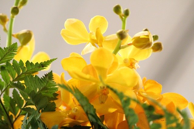 Download gratuito di Yellow Flowers Photos: foto o immagini gratuite da modificare con l'editor di immagini online GIMP