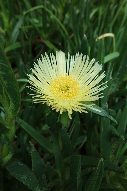 Free download Yellow Flowers Plant -  free photo or picture to be edited with GIMP online image editor