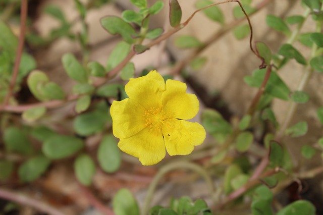 Free download Yellow Flower Spring -  free photo or picture to be edited with GIMP online image editor