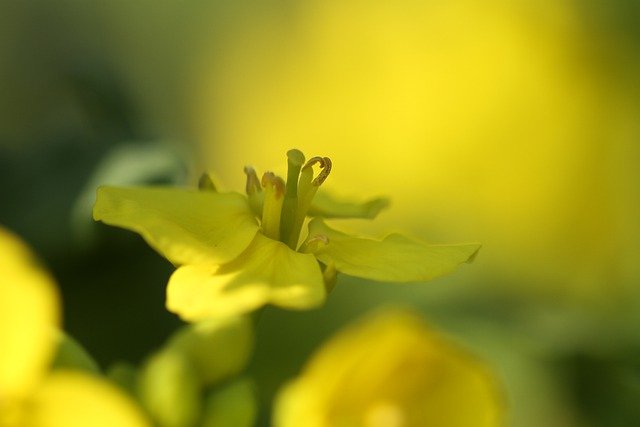Free download yellow flowers spot spring free picture to be edited with GIMP free online image editor