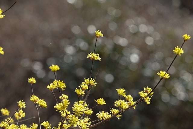 Free download yellow flowers spring flowers free picture to be edited with GIMP free online image editor