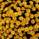 YELLOW FLOWERS Theme  screen for extension Chrome web store in OffiDocs Chromium