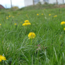 Yellow flowers under green grass  screen for extension Chrome web store in OffiDocs Chromium